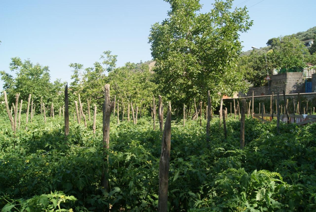 Agriturismo Nonno Luigino Vico Equense Luaran gambar